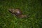 Large slow snail crawling on the grass.