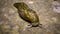 A large slug crawls on the ground at night