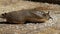 Large slug in house garden.