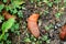 Large slugs of orange color. Red slugs.