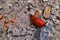 Large slugs of orange color. Red slugs