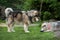 Large and small Alaskan Malamute near a bowl of water