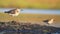 Large and small sandpiper standing on one leg