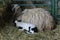 Large and small sheep on hay