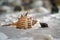 Large and small shells on the sand. Sink like a strange living creatures