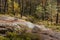 Large smooth stone in autumn forest, sunny day, Norway