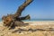 Large snag lies on the beach on sea dackground.