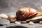 A large snail with a beautiful brown shell crawls along sea rocks on a light background