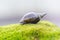 A large snail crawls on a rock