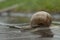 A large snail crawls on the wet asphalt