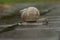 A large snail crawls on the wet asphalt