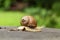 A large snail creeps on a stump