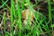 large snail in the grass in spring