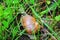 Large snail in the grass in spring