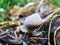 large snail in the grass in spring