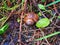 Large snail in the grass in spring