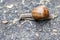 A large snail hurries home along an asphalt path