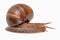 large snail isolate on white background