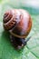 Large snail on a leaf macro view