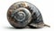 A large snail with a shell on its back against white background, AI