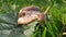 large snail unfolds slowly and crawling on the grass in the garden in Sunny weather