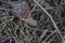 Large snails crawl on dry grass after summer rain