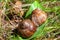 Large snails crawl on a leaf