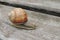 Large snails in the garden on a wooden background close-up