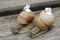 Large snails with white flower in the garden on a wooden background close-up