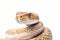 large snake seen close-up on white background