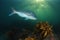 Large snapper above reef covered with kelp in evening light