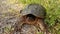 Large snapping turtle