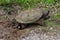 Large snapping turtle laying eggs.