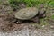 A large snapping turtle laying eggs