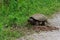 A large snapping turtle laying eggs in a nest.