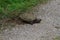 A large snapping turtle laying eggs in a nest.