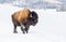 Large snow covered bison in winter in Yellowstone
