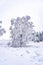 the large snow covered tree is in a snowy field in the forest