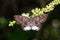 Large Snow Flat butterfly