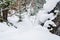 A large snowdrift in the forest. Frosty winter day