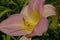 Large soft pink daylily flower, close-up inside