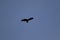 A large solitary Bald Eagle in flight circling around for food