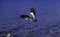 Large solitary bird flying over a blue lake.