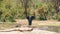 A large solitary bull African Elephant Loxodonta africana approaching a small lake, taken in Kruger National Park, South Africa