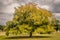 A large solo tree with rain clouds