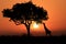 Large South African Giraffes at Sunset in Africa