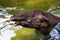 A large South American tapir cooling off.