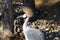 Large Southern Crowned Crane Bird Balearica regulorum