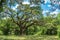 Large southern live oak tree Quercus virginiana estimated to be over 300 years old - Dade Battlefield Historic State Park