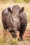 Large Southern White Rhino bull comes towards the jeep